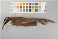 藏品(小彎嘴)的圖片